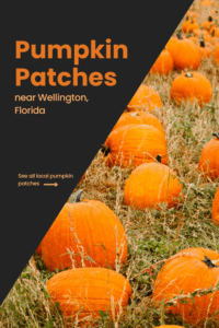 Pumpkin Patches in Wellington Florida