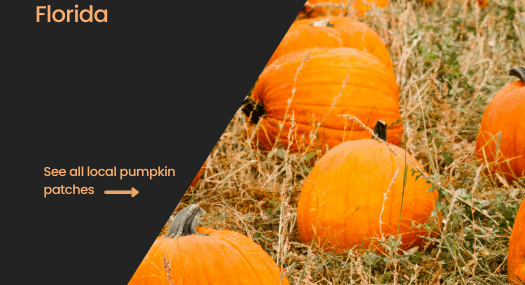 Pumpkin Patches in Wellington Florida